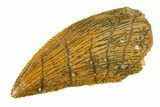 Serrated, Raptor Tooth - Real Dinosaur Tooth #297499-1